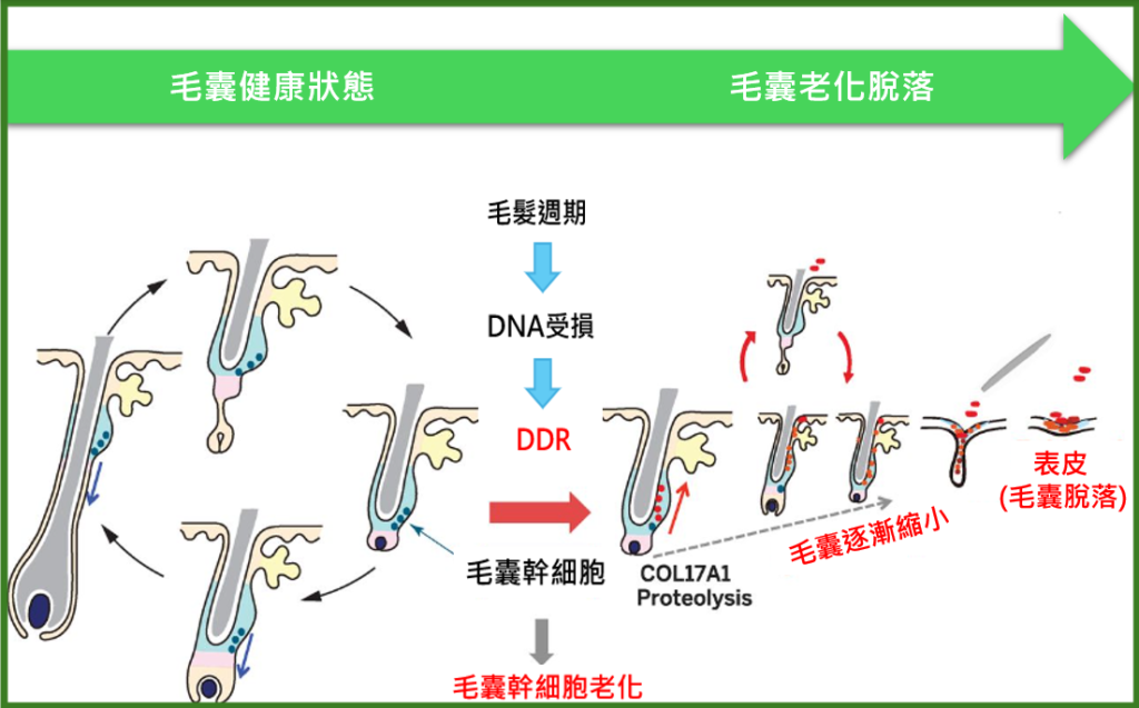 頭皮及毛囊