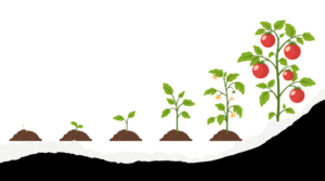 幼苗從土壤中生長，象徵每天累積一點學習，逐步成長與茁壯
