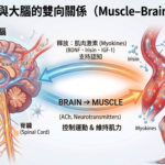 為什麼「增肌」可能是延緩腦老化的重要關鍵？